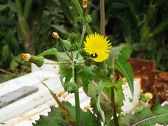 Sonchus oleraceus
