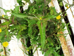 Sonchus oleraceus
