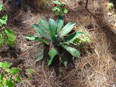 Agave maximiliana