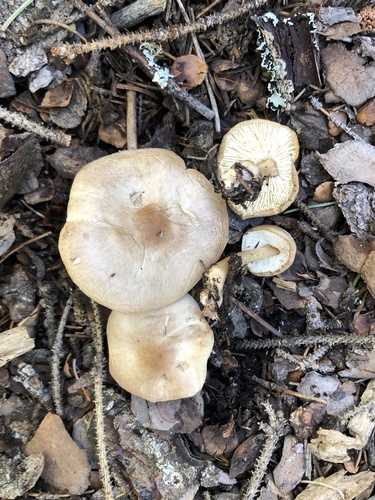 Rhodocollybia asema
