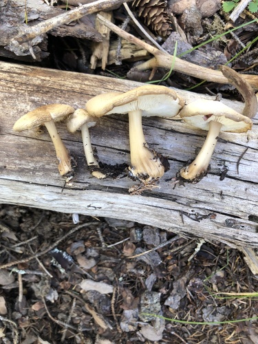Rhodocollybia asema