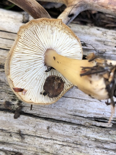 Rhodocollybia asema