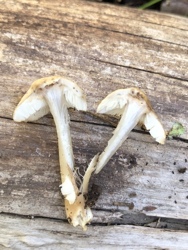 Rhodocollybia asema
