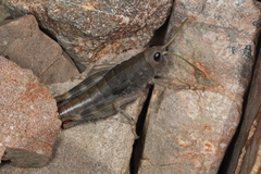 Sigaus villosus