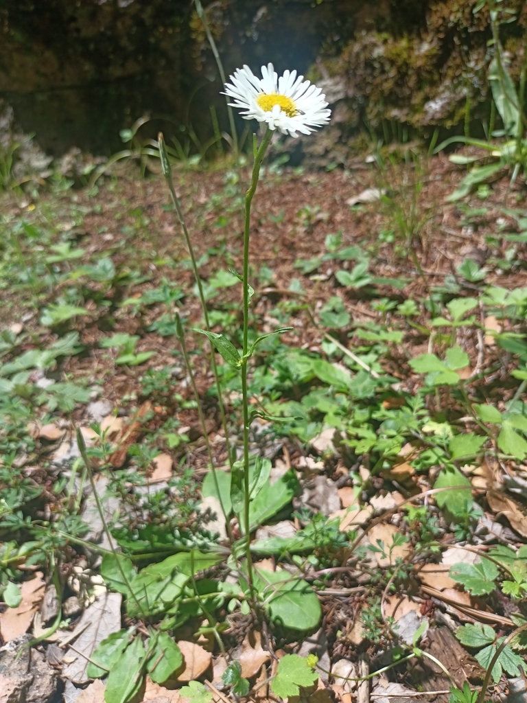 Erigeron astranthioides