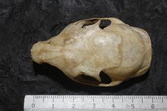 Sciurus aureogaster nigrescens