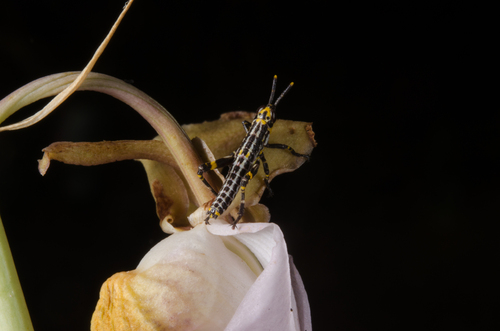 Variegated grasshopper