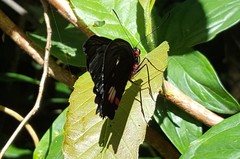 Parides anchises