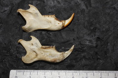 Sciurus aureogaster nigrescens