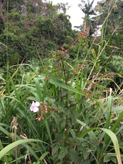 Heterocentron subtriplinervium