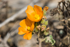 Sphaeralcea coulteri