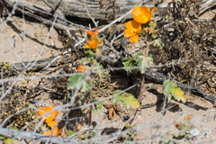 Sphaeralcea coulteri