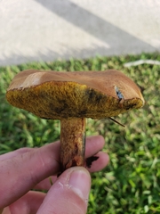 Pulchroboletus rubricitrinus image