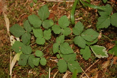 Tiarella trifoliata trifoliata