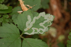 Tiarella trifoliata trifoliata