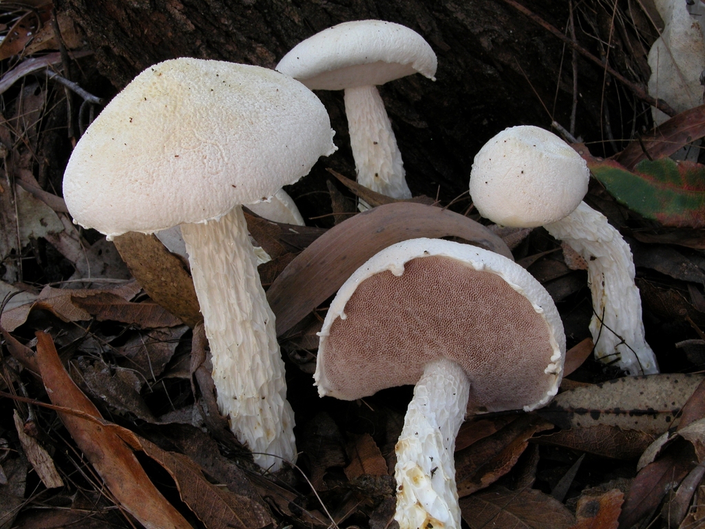 Snowy Bolete
