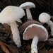 Snowy Bolete - Photo (c) Roy Halling, some rights reserved (CC BY-NC), uploaded by Roy Halling