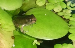 Osteopilus dominicensis