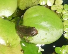 Osteopilus dominicensis