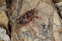 Maoricicada campbelli