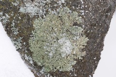 Xanthoparmelia plittii