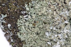 Xanthoparmelia plittii