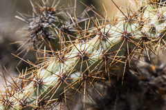 Cylindropuntia thurberi versicolor