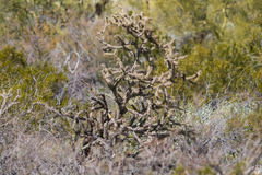 Cylindropuntia thurberi versicolor