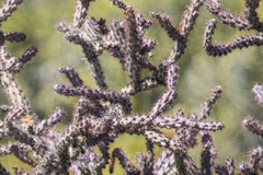 Cylindropuntia thurberi versicolor