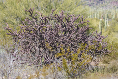 Cylindropuntia thurberi versicolor