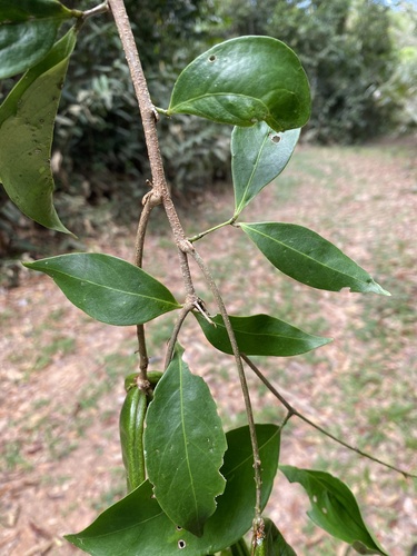 Inga flagelliformis observed 2023-09-05