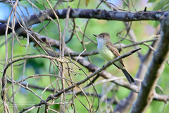 Myiarchus yucatanensis