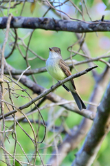 Myiarchus yucatanensis