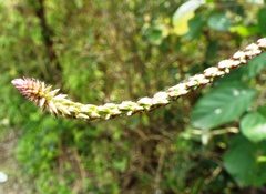 Achyranthes aspera