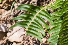 Polystichum imbricans curtum
