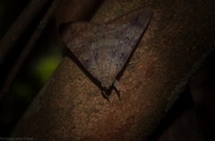 Oxyodes tricolor