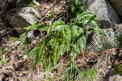 Polystichum imbricans curtum