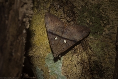 Oxyodes tricolor