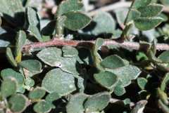Acmispon argophyllus argophyllus
