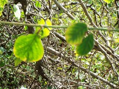 Achyranthes aspera
