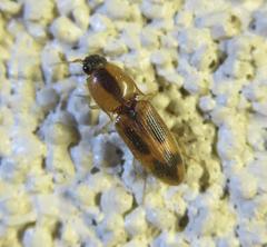 Aeolus scutellatus