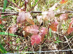 Magnoliopsida