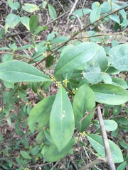 Myrsinoideae