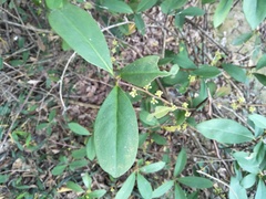 Myrsinoideae