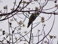 Amazona autumnalis salvini