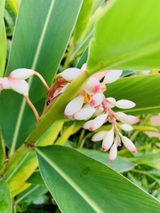 Alpinia nutans