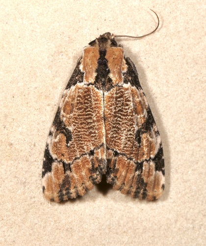 Whaleback moth photo 3