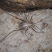 Tawney’s Cave Cricket - Photo (c) Kyhl Austin, some rights reserved (CC BY-NC), uploaded by Kyhl Austin