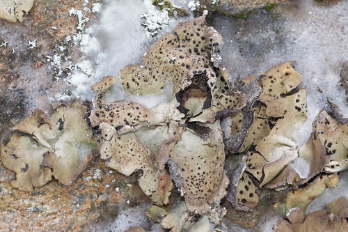Umbilicaria muhlenbergii image