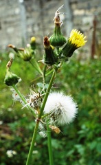 Sonchus oleraceus